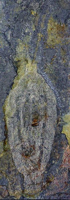 Nektognathus holotype normal photo
