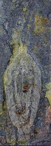 Nektognathus holotype normal photo