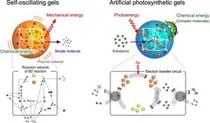 Metabolism-inspired hydrogels involving chemical reaction circuits, self-oscillating gels and artificial photosynthetic gels