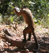 Bearded Capuchin Monkeys (2 of 2)