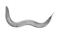 <i>C. elegans</i> Worm