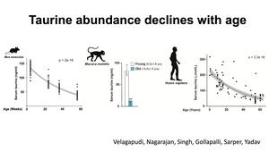 Taurine abundance declines with age