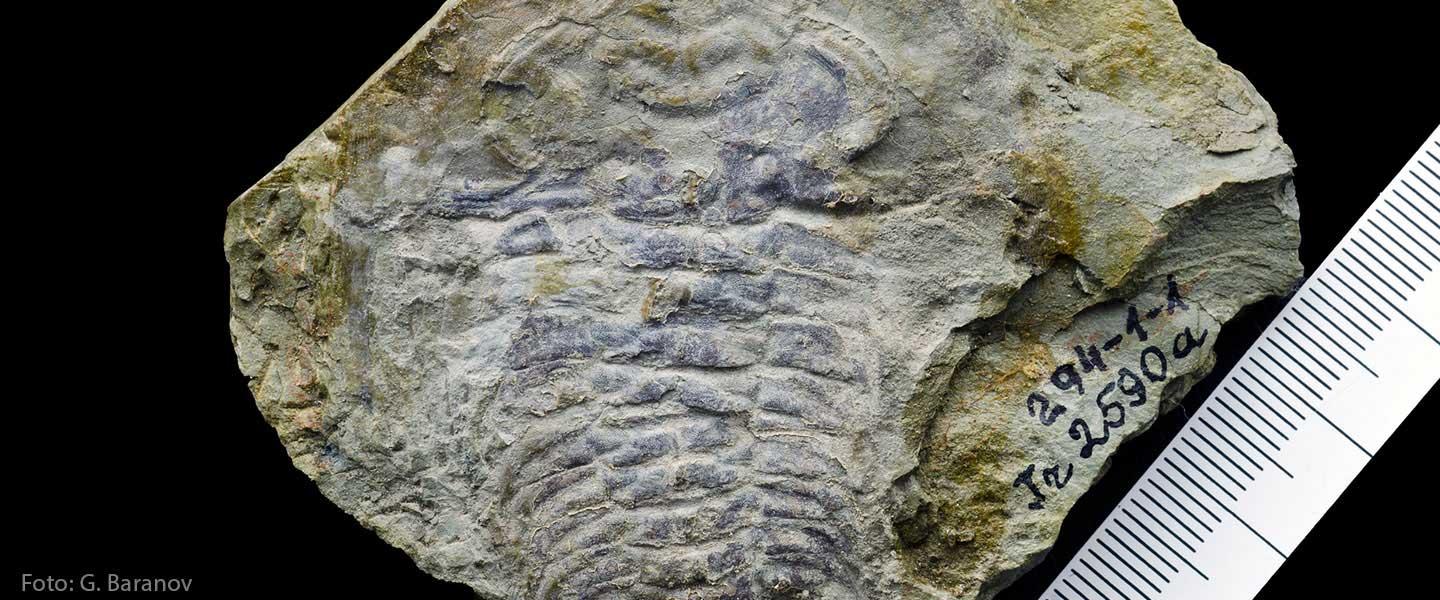 Fossil Trilobite