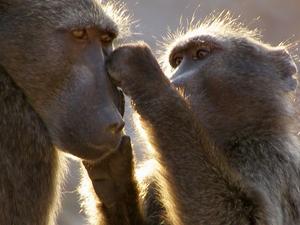 Baboons - close-up