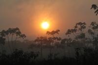Tropical Forest