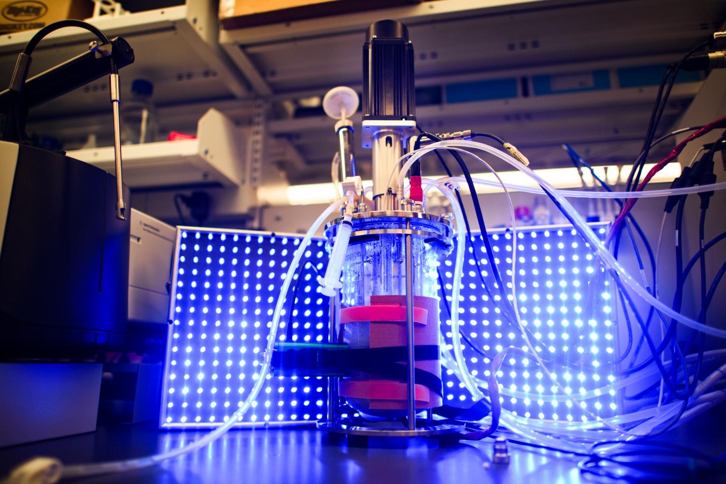 Controlling Yeast with Light