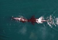 Killer Whales Head-to-Head