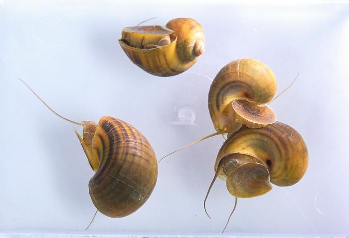 Apple Snails
