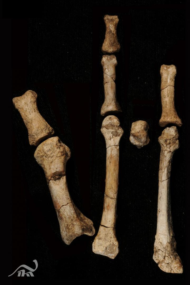Burtele Foot Fossil