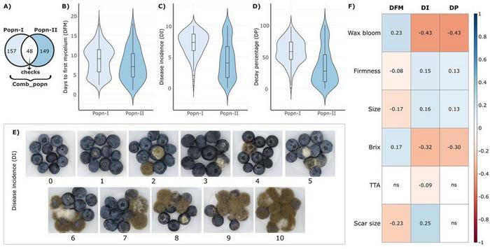 Phenotypic response exhibited by blueberry genotypes after inoculation with B. cinerea.