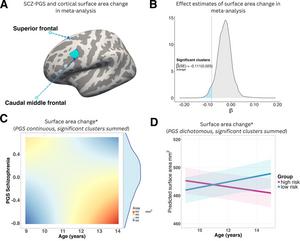 Genetic Susceptibility to Schizophrenia and the Onset of Brain Developmental Change in Adolescence