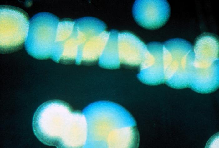 Bacteria