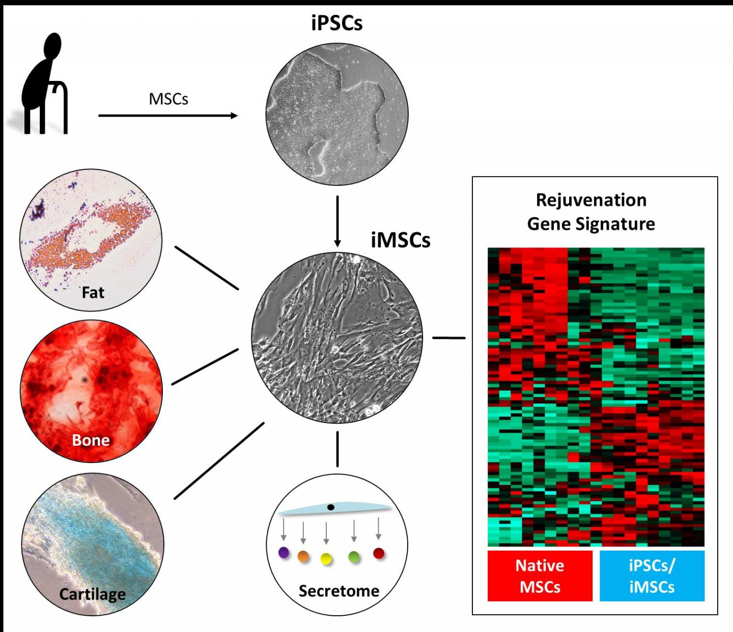 Rejuvenation Process into iMSCs
