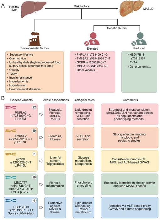 Known risk factors for MASLD.