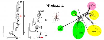 Gene Exchange among Different Supergroups