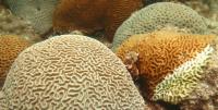 Infected Coral Species