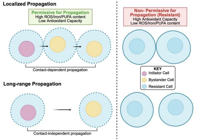 Different distance-dependent effects of ferroptosis propagation