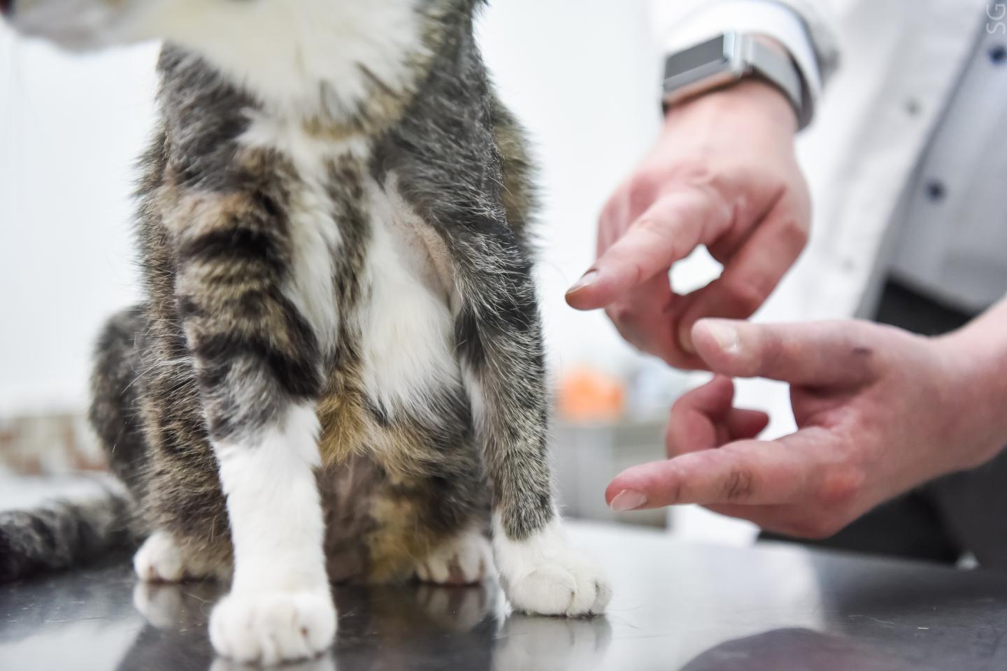 A Domestic Cat Lapunya