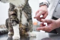 A Domestic Cat Lapunya