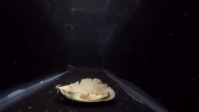 Crab in Maze Gets Food