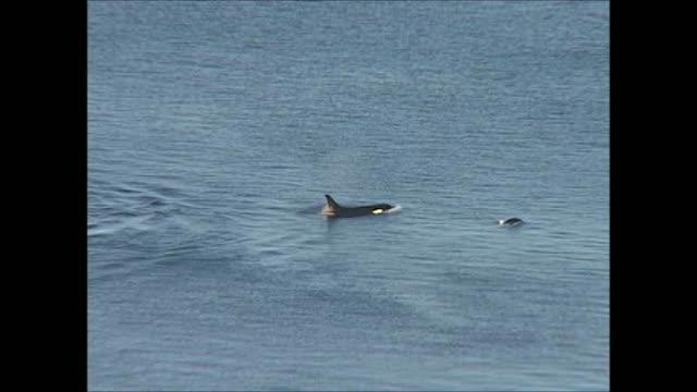 Resident Killer Whales Travel through Salmon Foraging Grounds