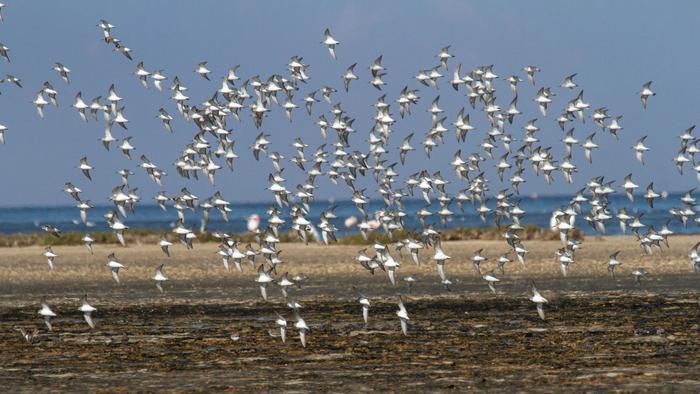 Counts of waterbirds in Tunisia