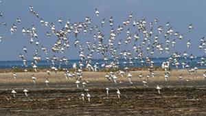 Counts of waterbirds in Tunisia
