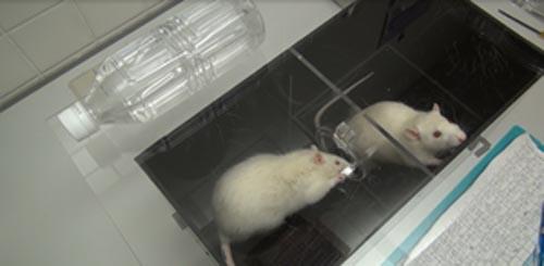 A Helping Paw for a Sinking Rat