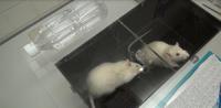 A Helping Paw for a Sinking Rat