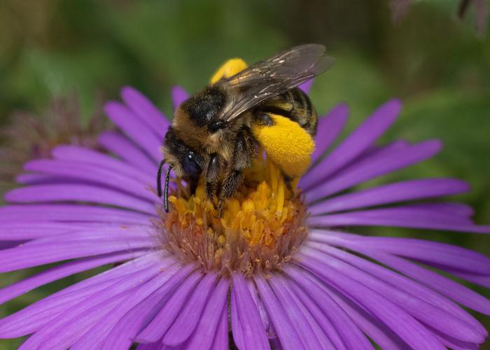 Bee on flower
