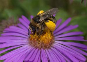 Bee on flower