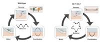 Functional Diagrams