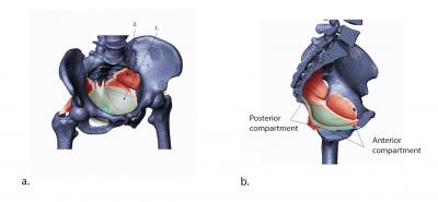 Pelvic floor model