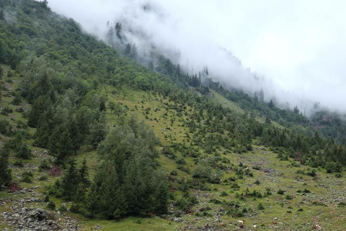 Alpine landscape