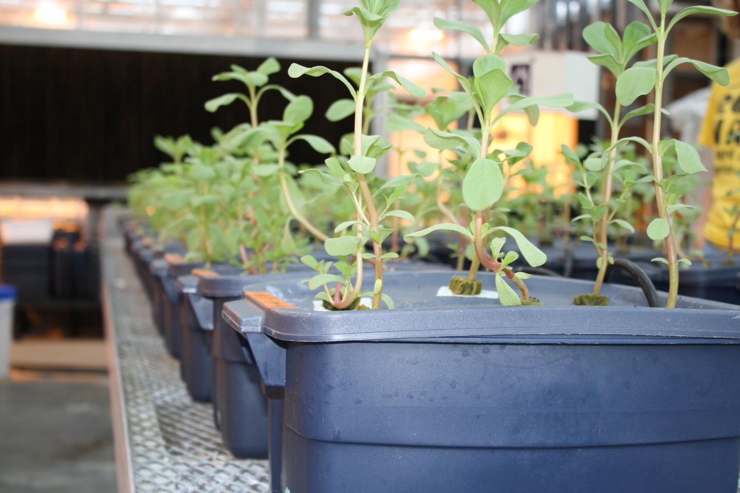 Purslane Production Practices Enhance Nutritional Value