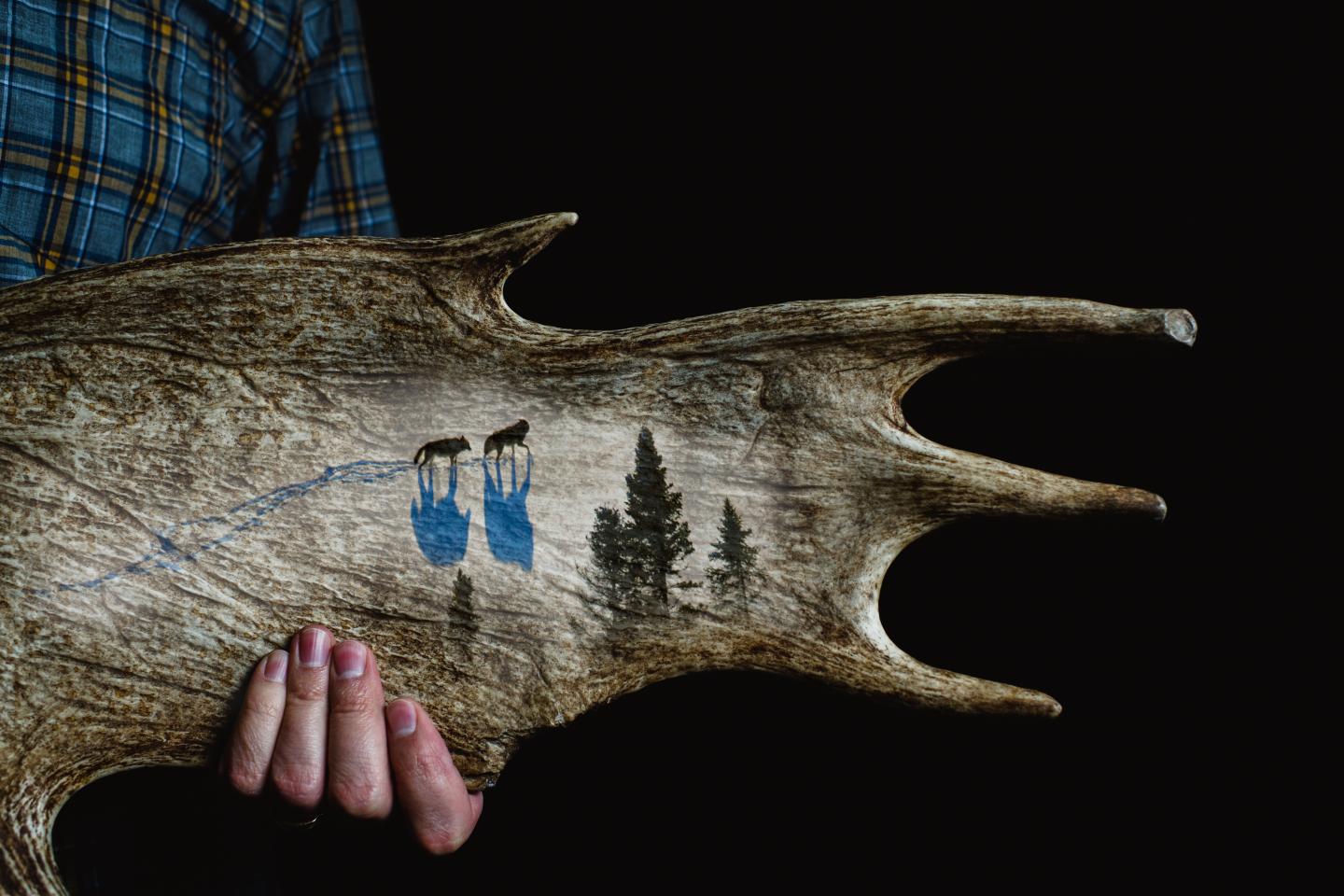 Isle Royale: Wolves, Moose, Forest, and People