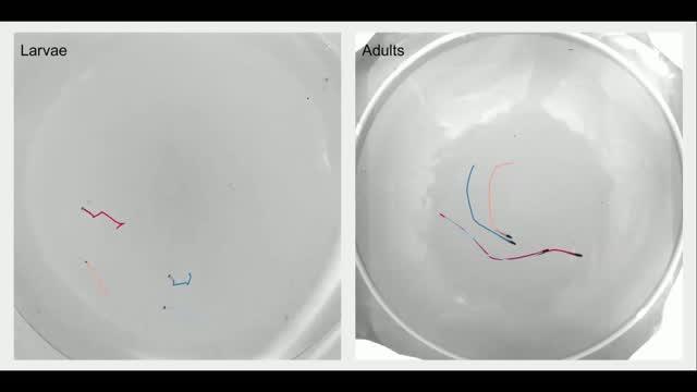 What Is the Rule that Gives Rise to Coordinated Swimming in Fish?