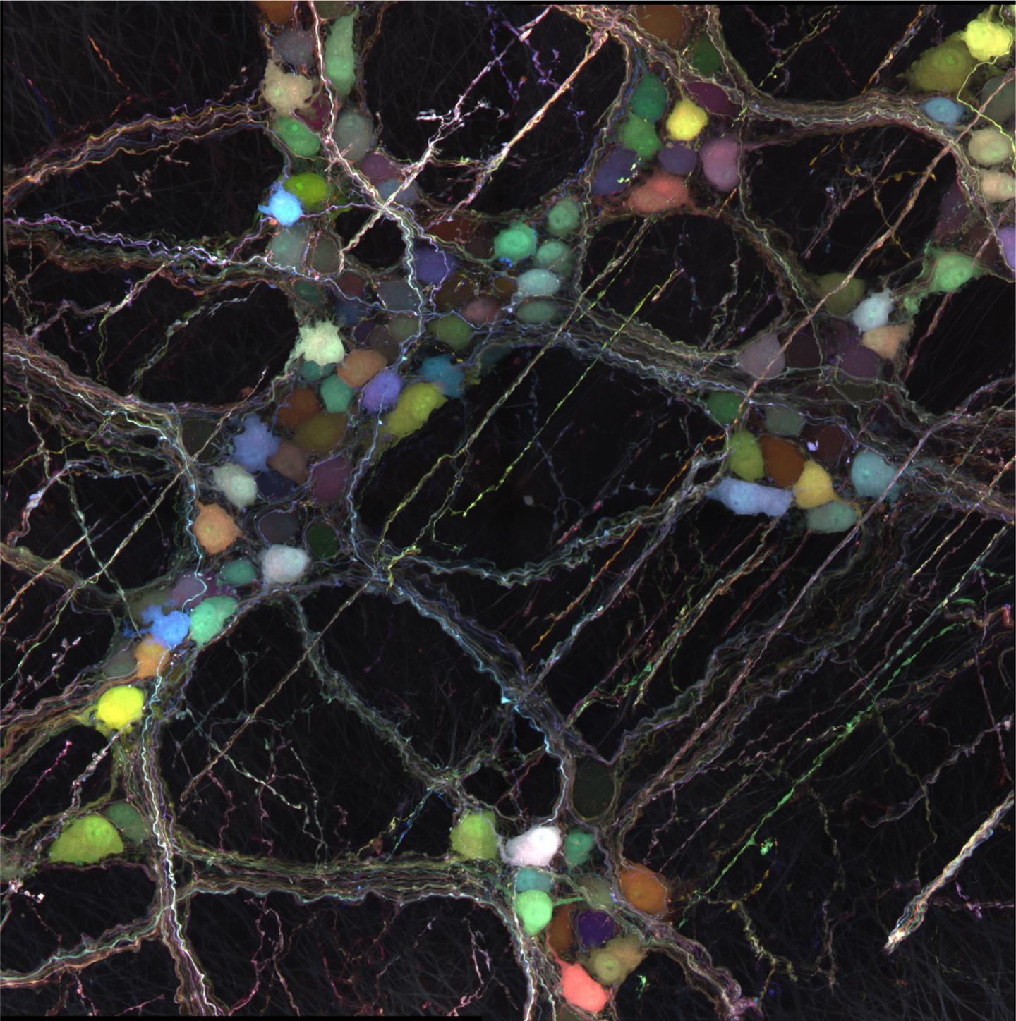 AAV-PHP.S Labels the Enteric Nervous System