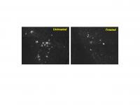 Effect of Drug CA on Alzheimer's in Mice