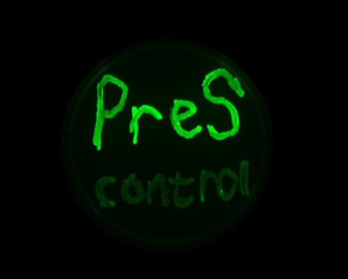 Viral PreS RNA Turns Up Bacterial Gene Expression