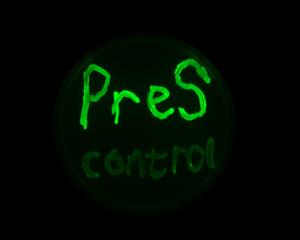 Viral PreS RNA Turns Up Bacterial Gene Expression