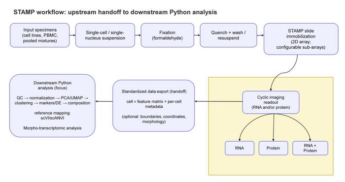 STAMP workflow and downstream analysis