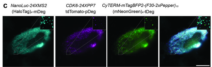Three-color method for capturing images of mRNA inside live mammalian cells