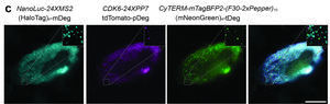 Three-color method for capturing images of mRNA inside live mammalian cells