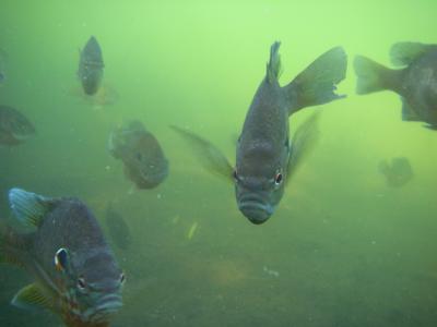 Bass Underwater