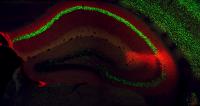 Hippocampus in Adult Mouse