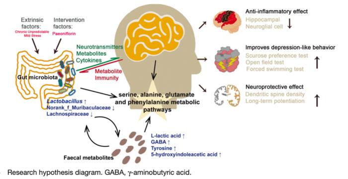 Research hypothesis diagram. GABA, γ-aminobutyric acid.