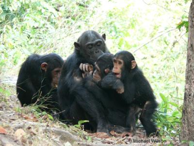 Chimpanzees