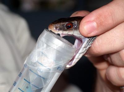 Venom Extraction
