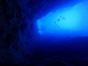 小笠原諸島の海中の様子。